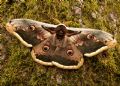 Saturnia pyri